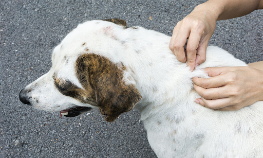 Power Inside the Pill: Comprehending the Capability of Tick Tablets for Dogs dog tablets for ticks